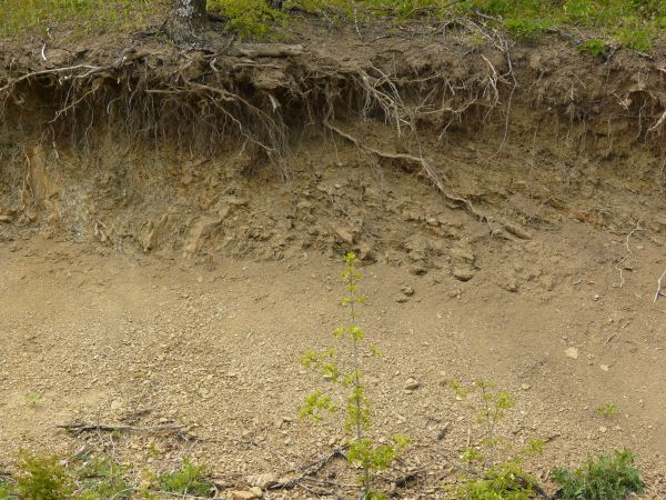 Dirt texture with tangled white roots, severed branches and green foliage